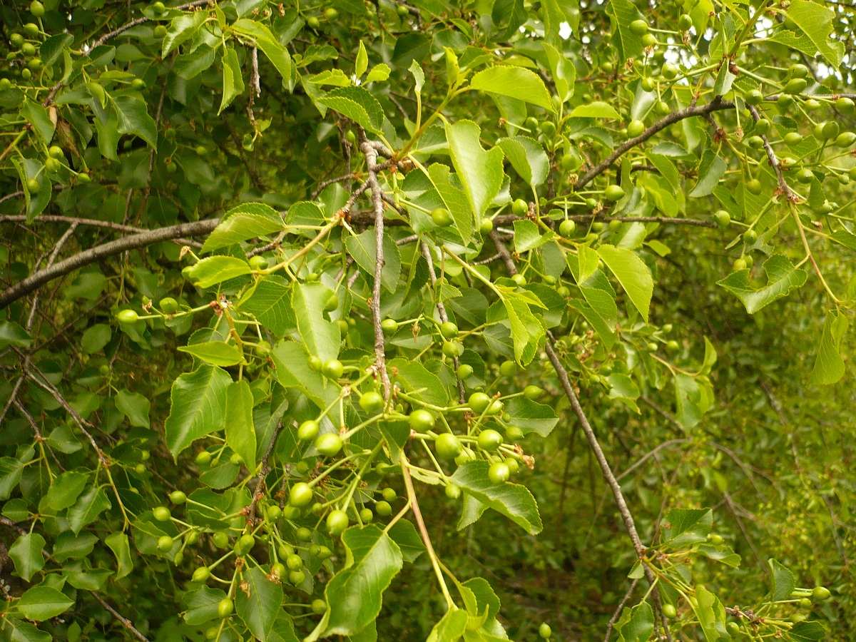 Prunus mahaleb (Rosaceae)